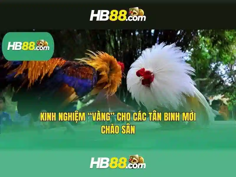 HB88: Tổng quan về nền tảng cá cược trực tuyến và trải nghiệm người dùng