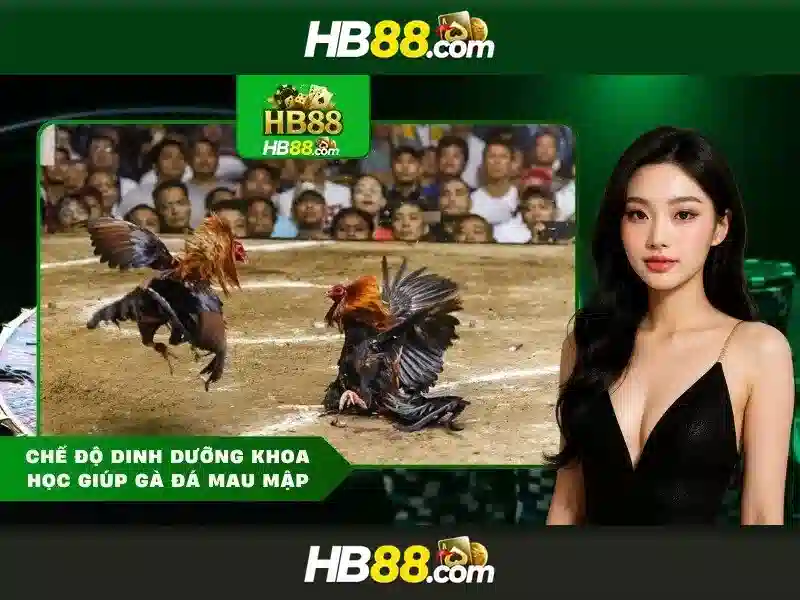 hb88 – Tổng quan về nền tảng giải trí trực tuyến